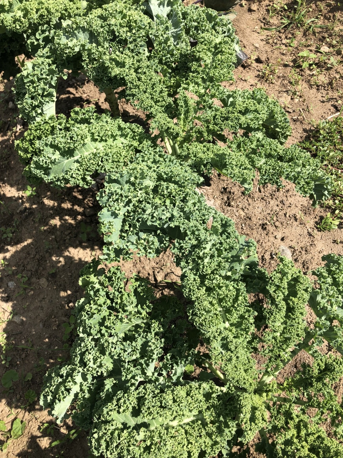 established kale plants growing in October