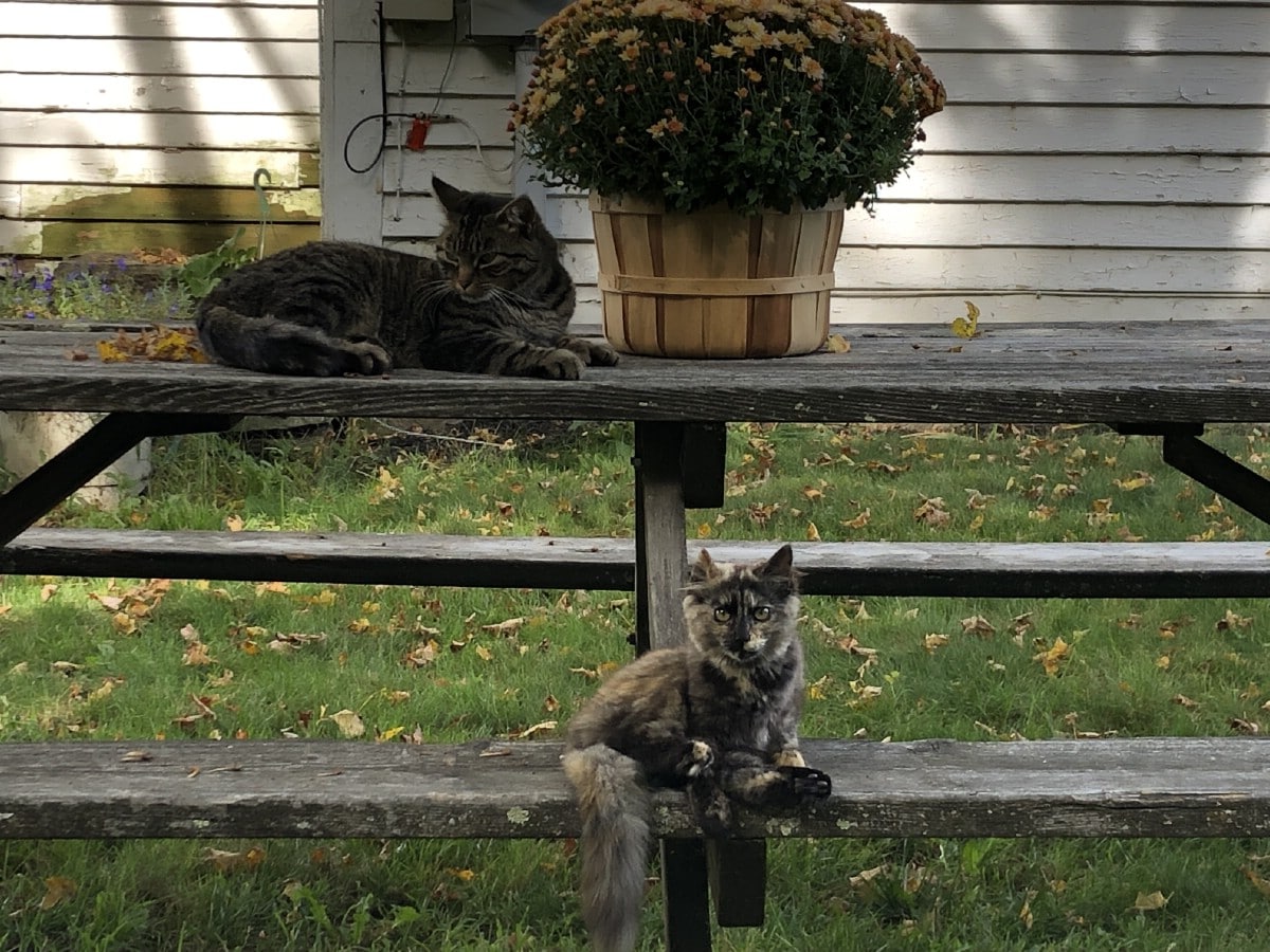 mum planted in basket on picnic table with two cats