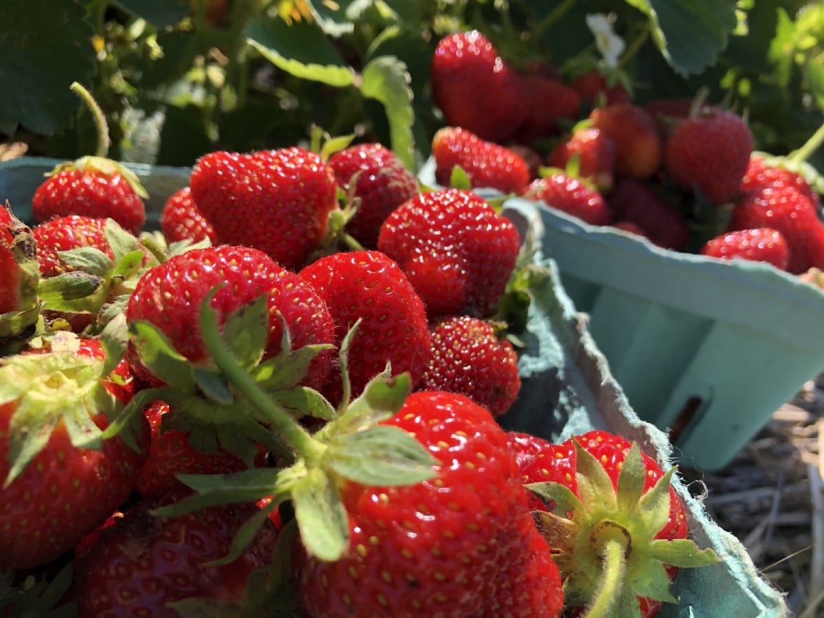 quarts of fresh red strawberries in the garden after picking