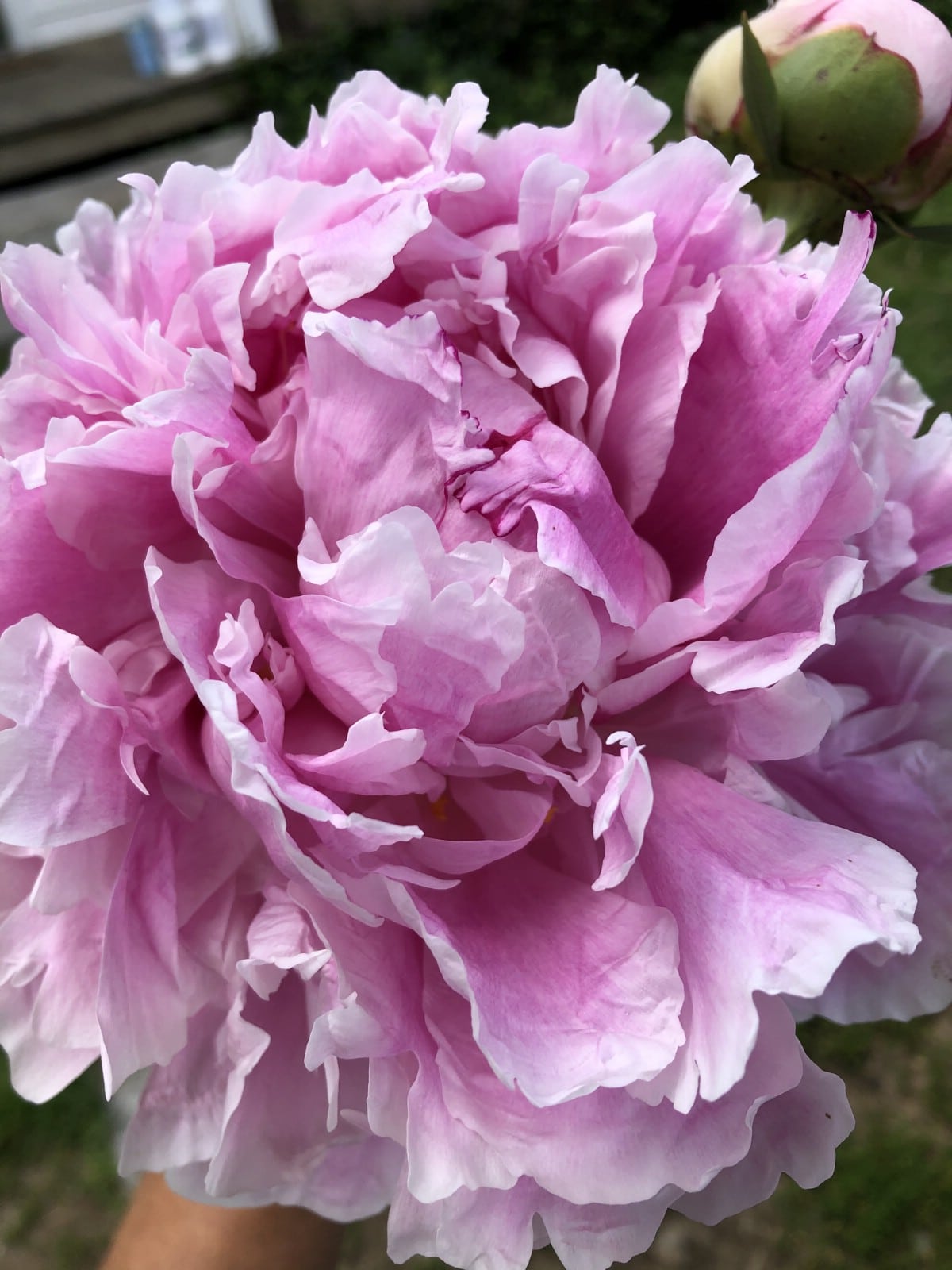 large pink peony flower