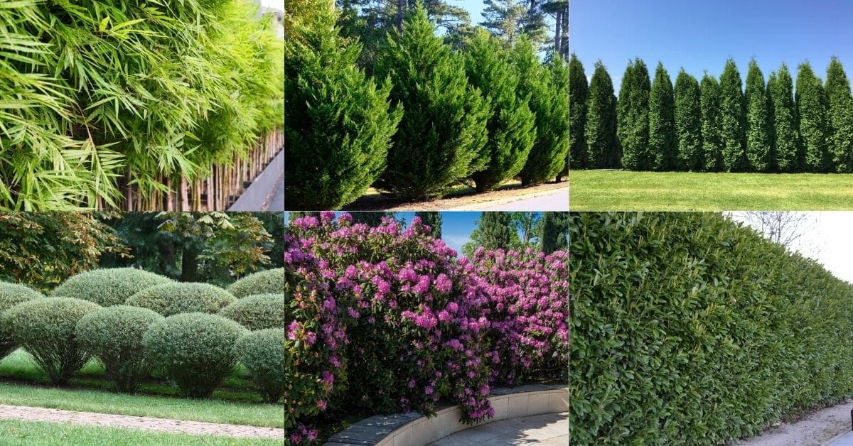 Collage of images of fastest growing shrubs and trees.

