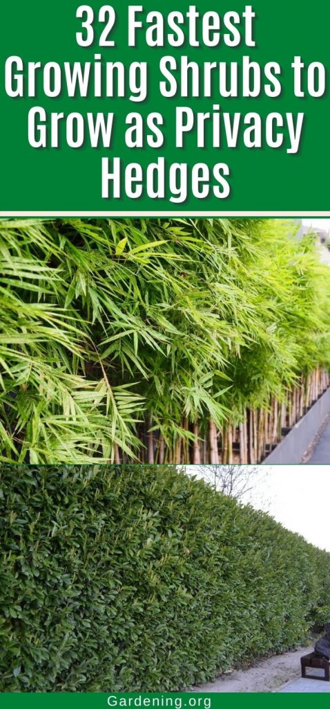 fast growing hedges