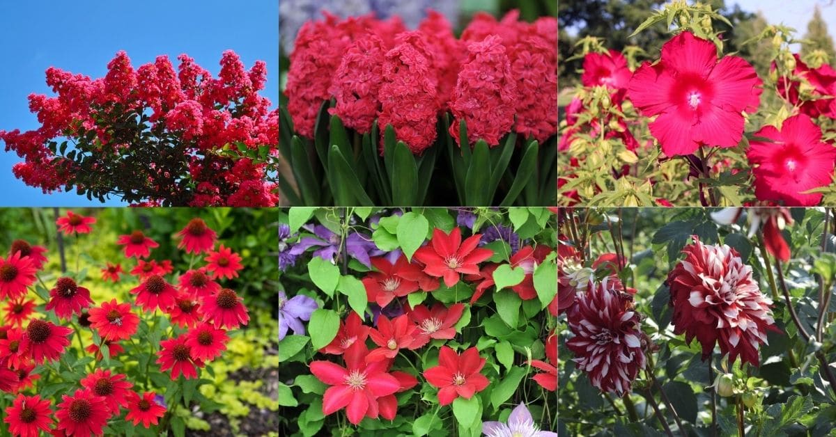 Red Perennials collage photo.