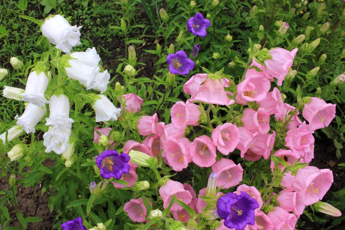 pretty mixed planting of white, pink, and purple Canterbury bell flowers