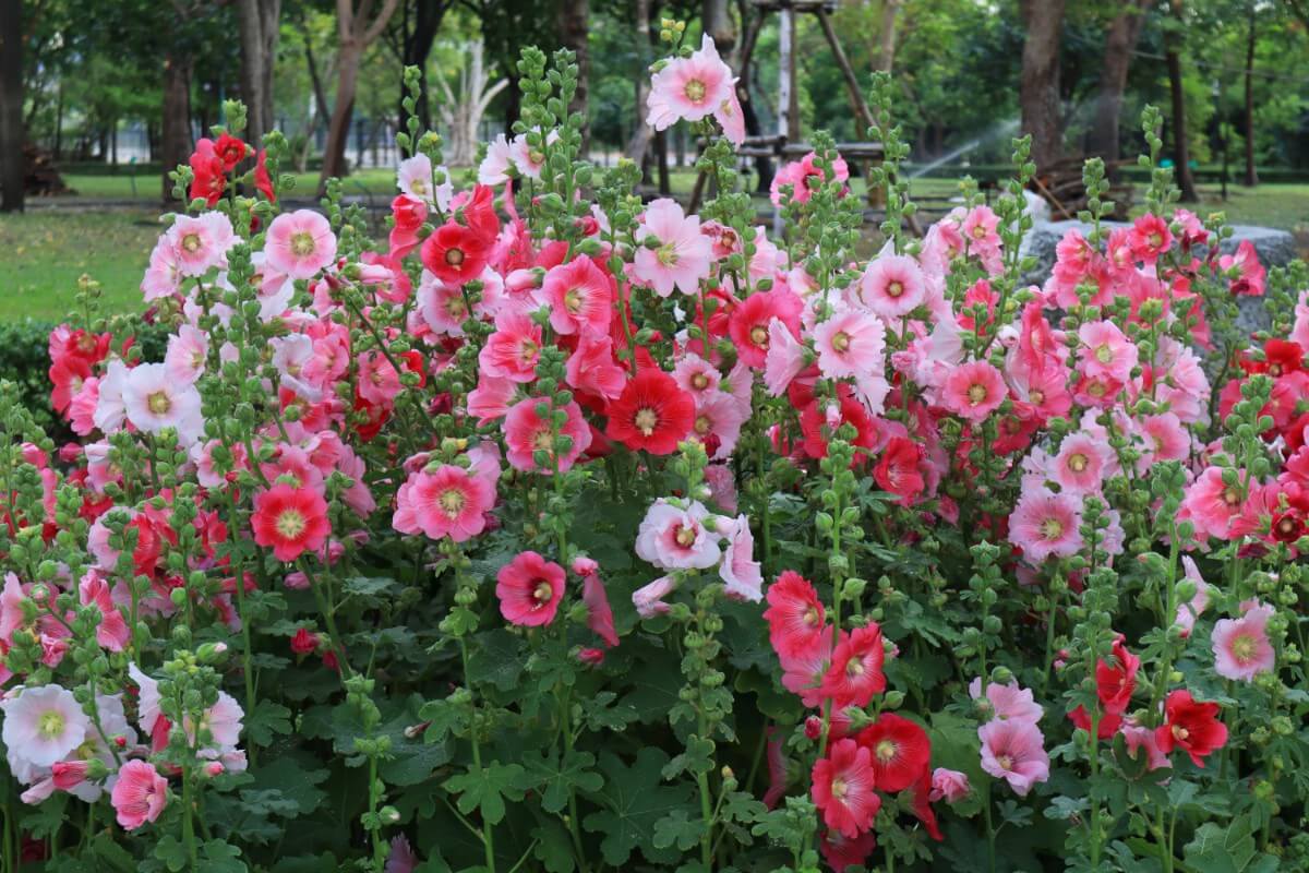 hollyhocks in mixed hues of white, pink, and red