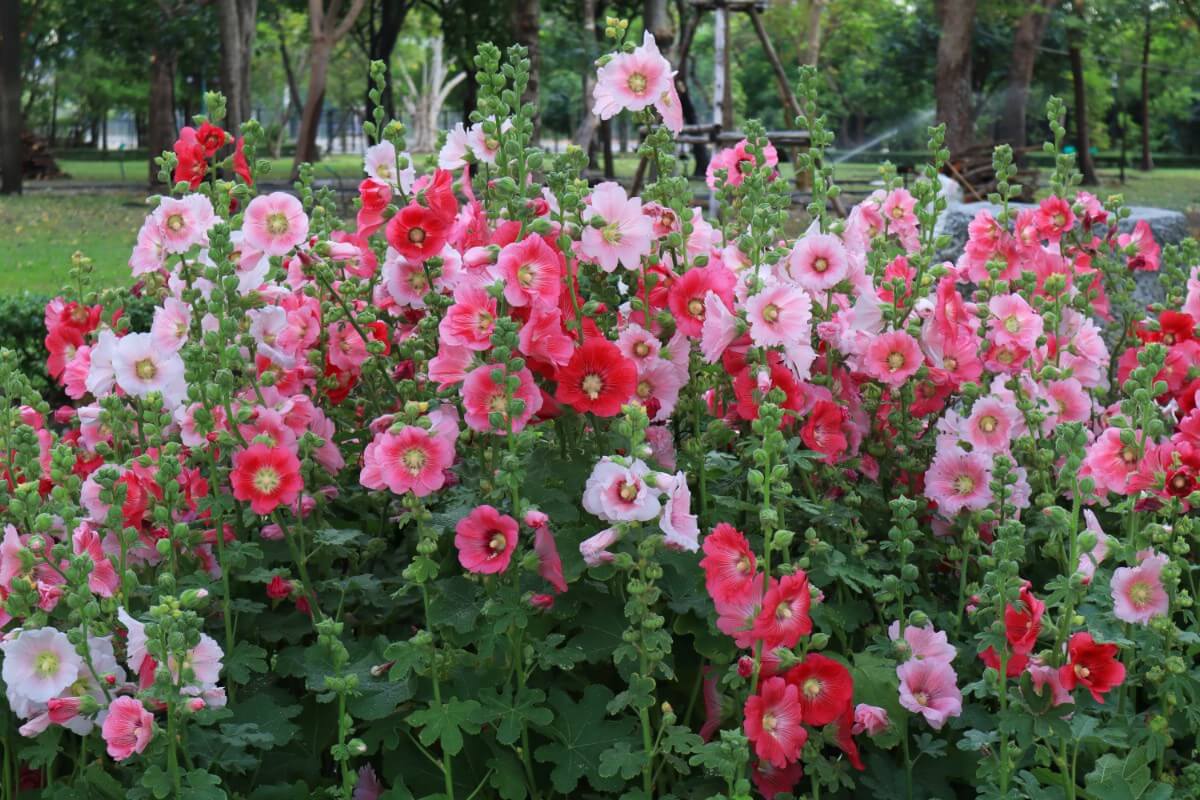 50 HOLLYHOCK INDIAN SPRING, Alcea Rosea / True Heirloom / Perennial Deer  Resistant Flower Seeds 