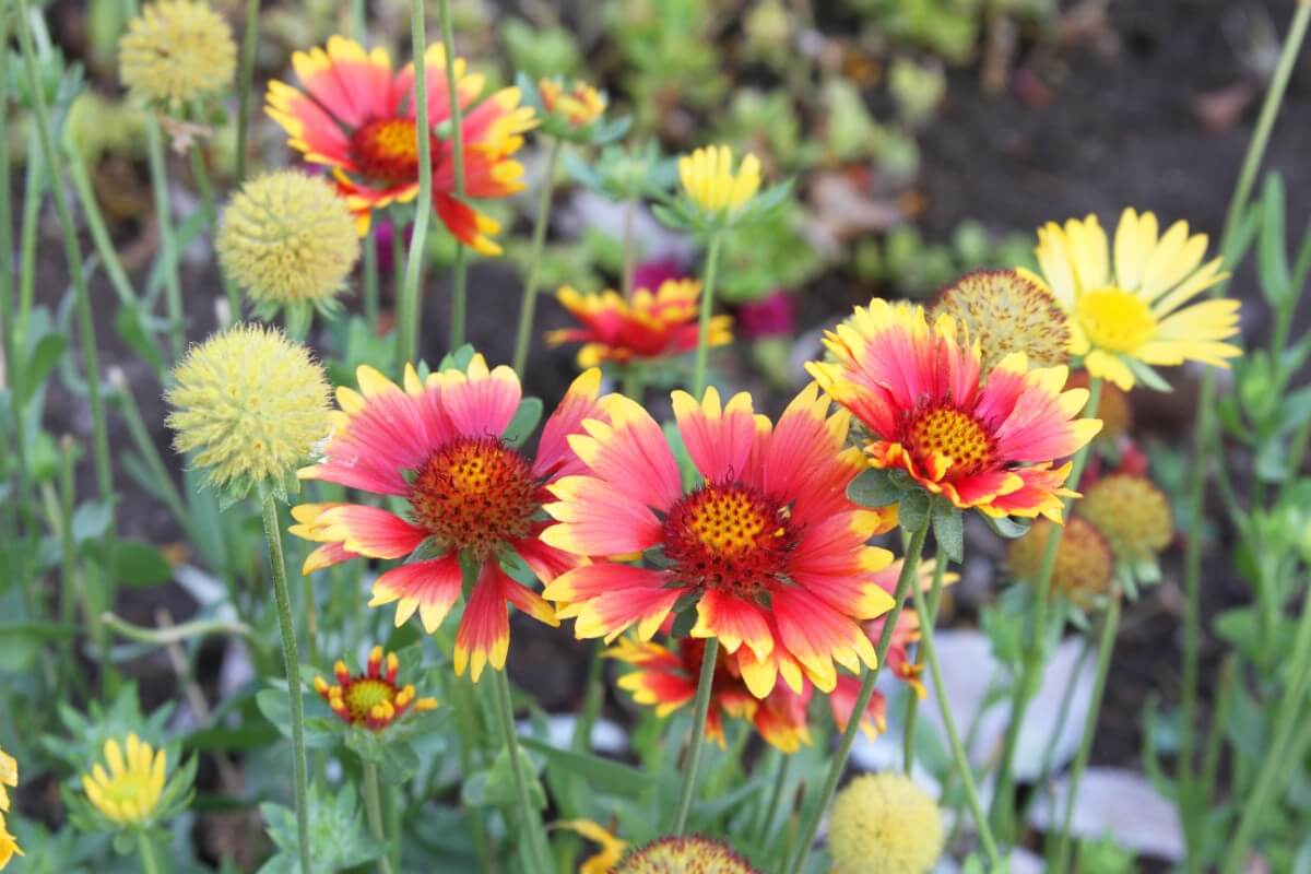 pink and yellow blanket flowers