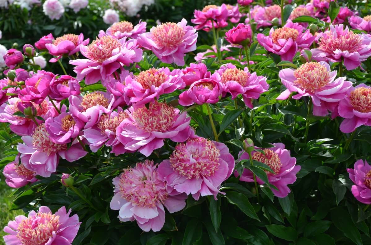 large pink peony blossoms