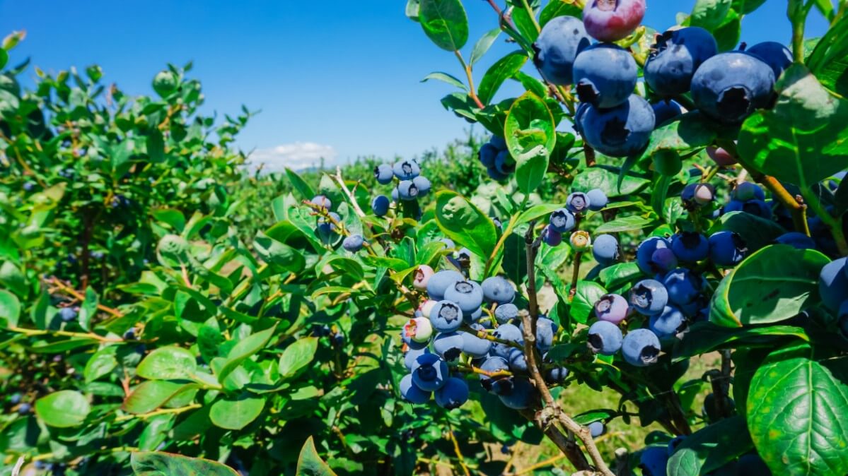 bright blue ripe blueberries