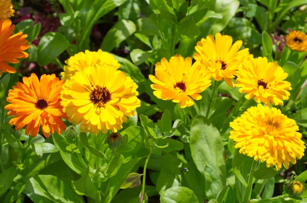 calendula flowers in different shades of yellow and orange