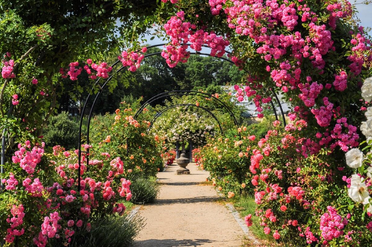 a tunnel created by trellises with climbing roses trailing over them