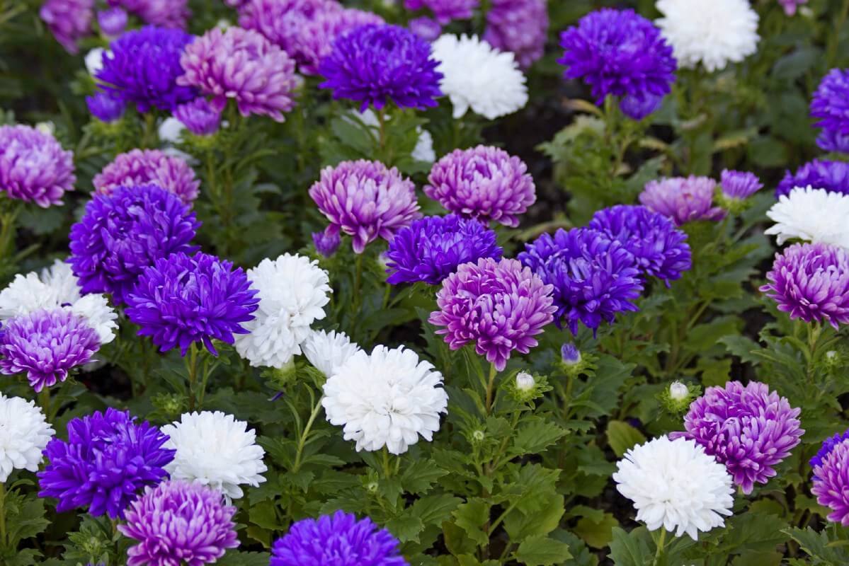 mixed asters blue, purple, and white