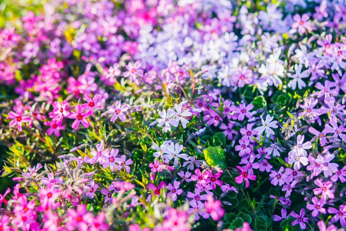 white, pink, and purple phlox