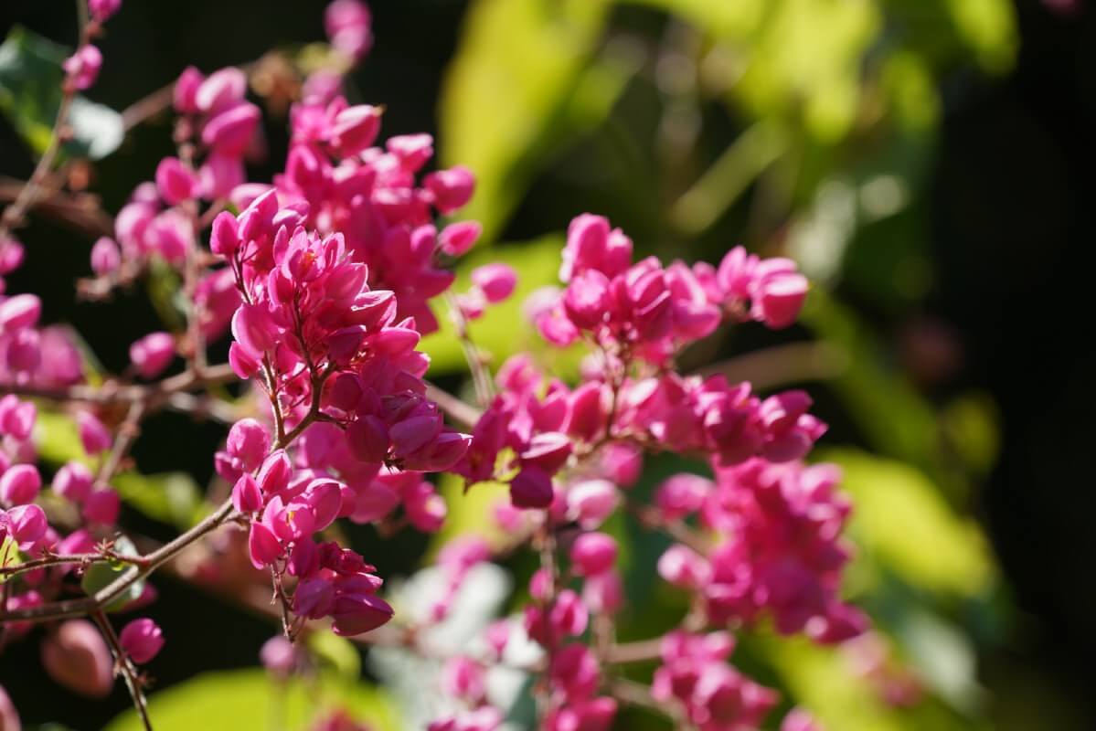 closeup of pink coral bell flowers