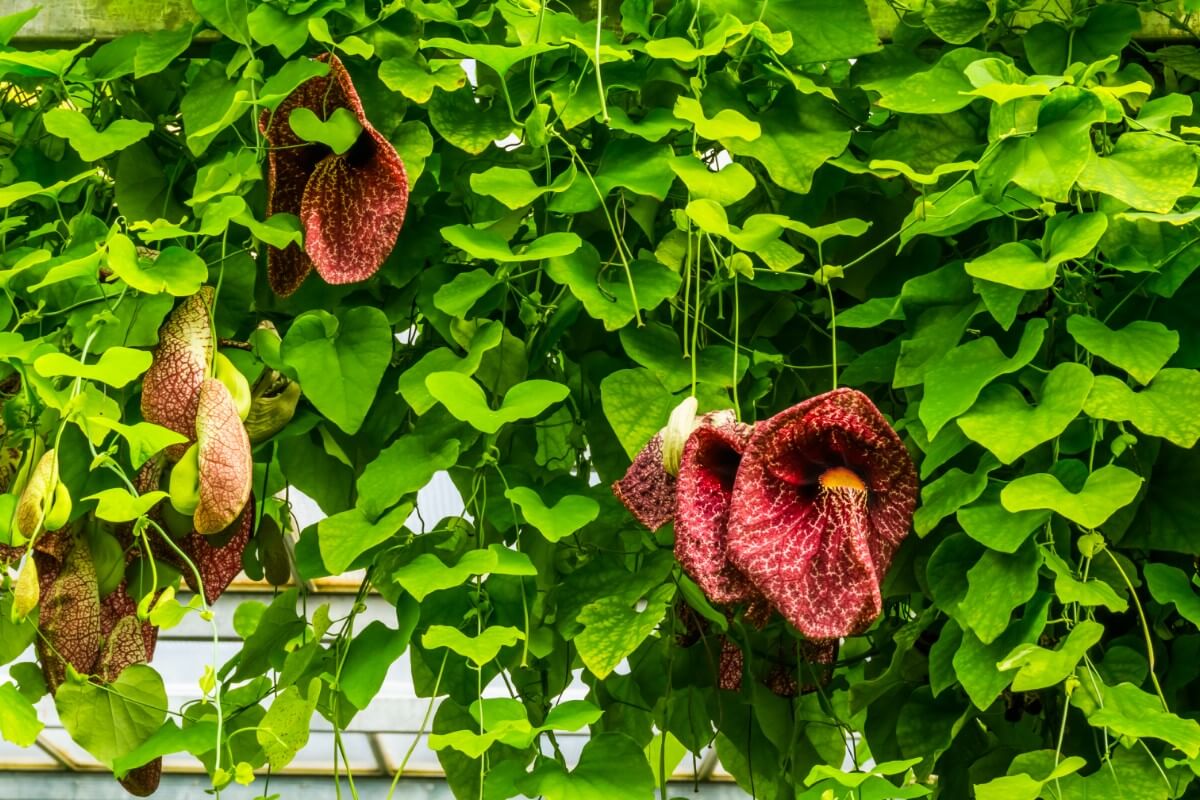 dutchmen's pipe climbing plant in bloom