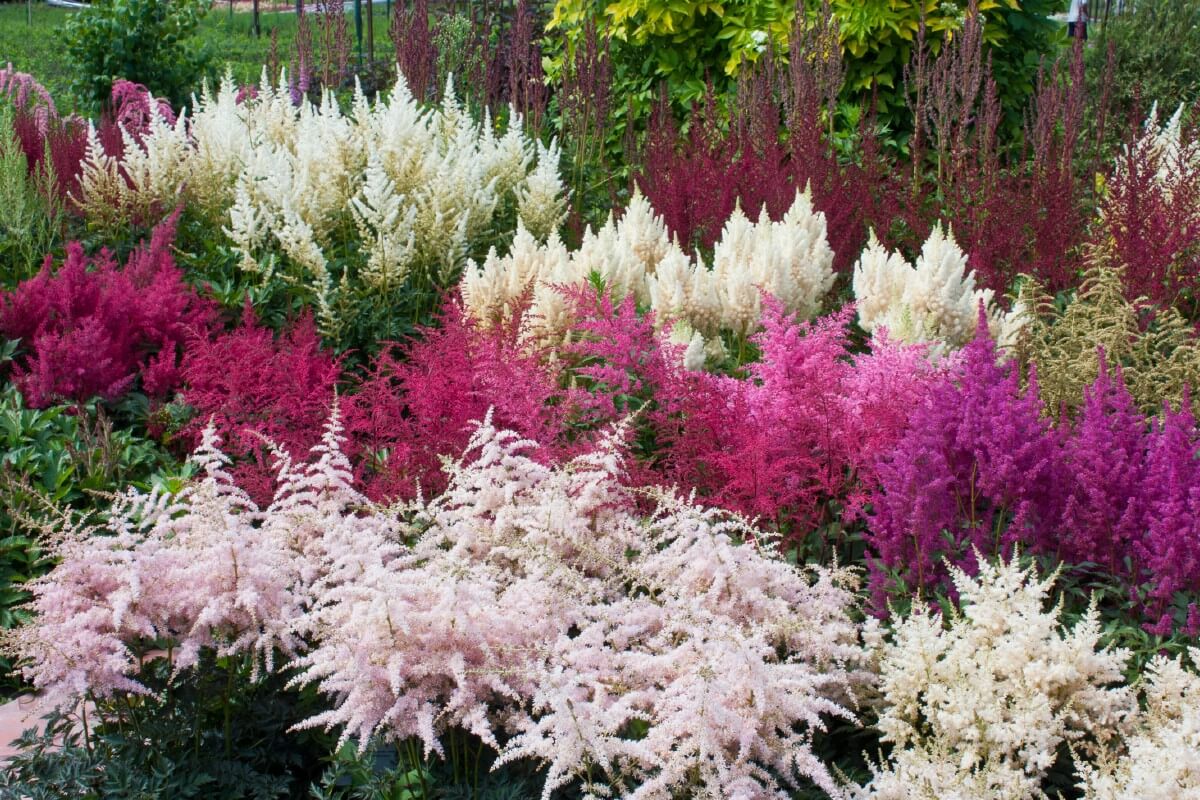 large colorful landscape planting of various Astilbes