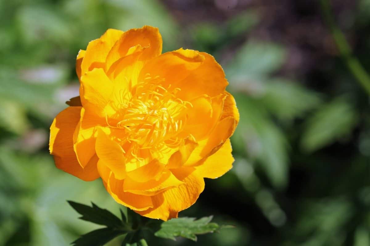 closeup bloom of orange princess globeflower