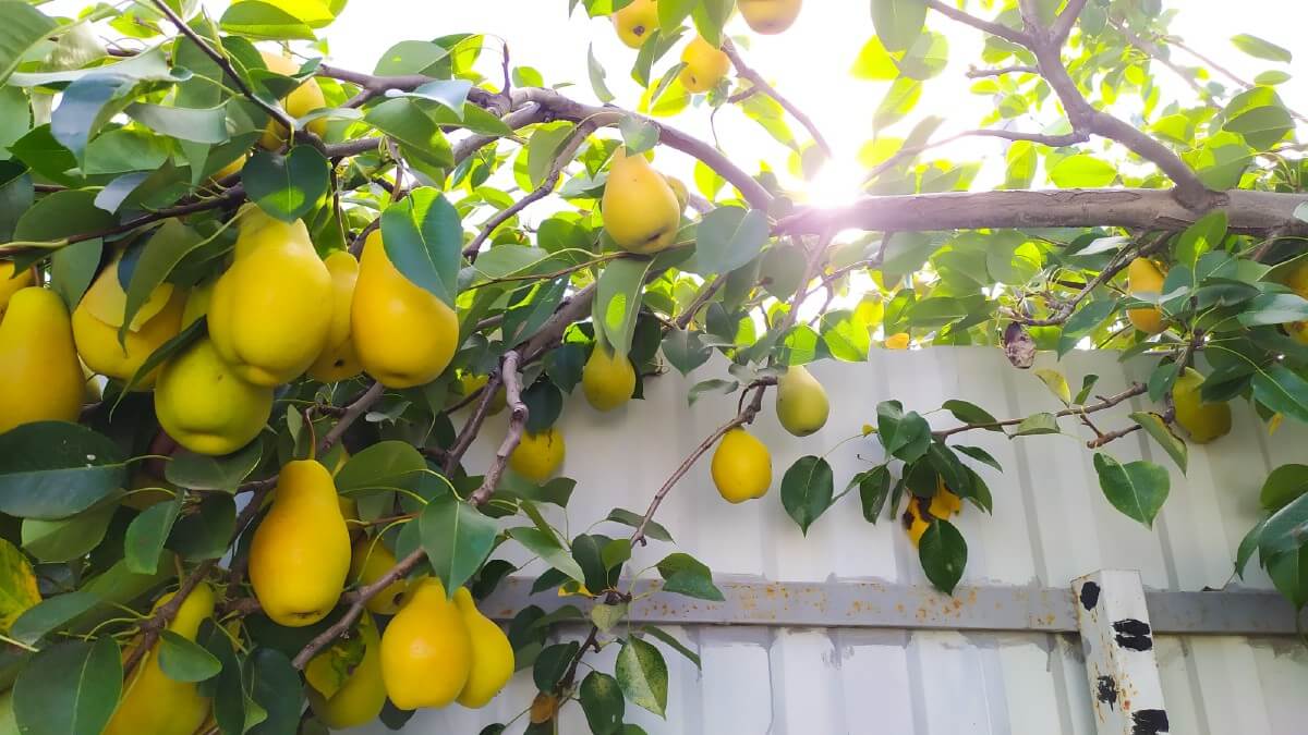 yellow pears hanging down from pear tree branches