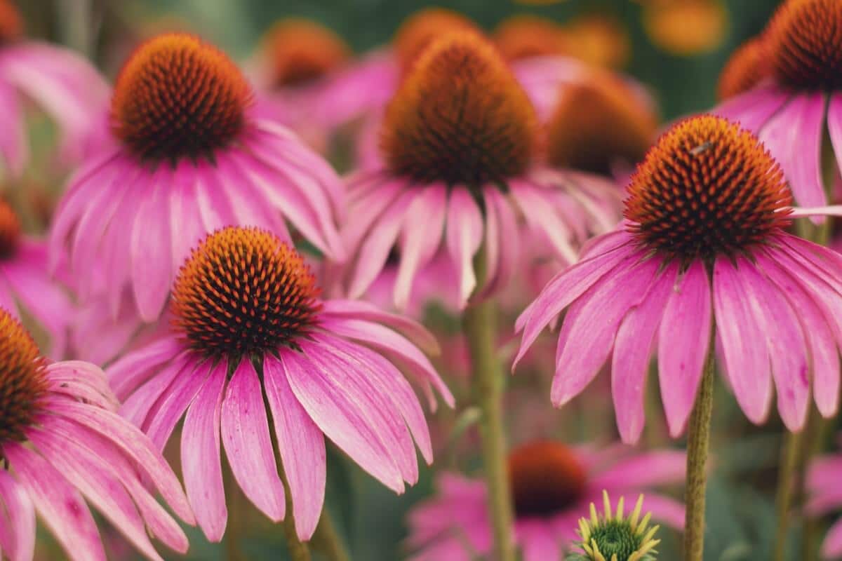 closeup of pink coneflowers or echinacea