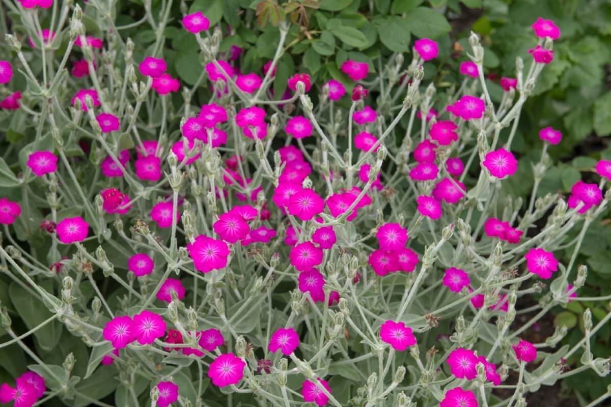 slender stalks of rose campion with delicate dark pink flowers