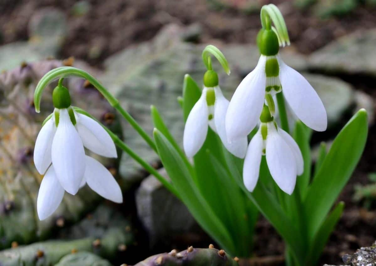 delicate drooping heads of snowdrop flowers