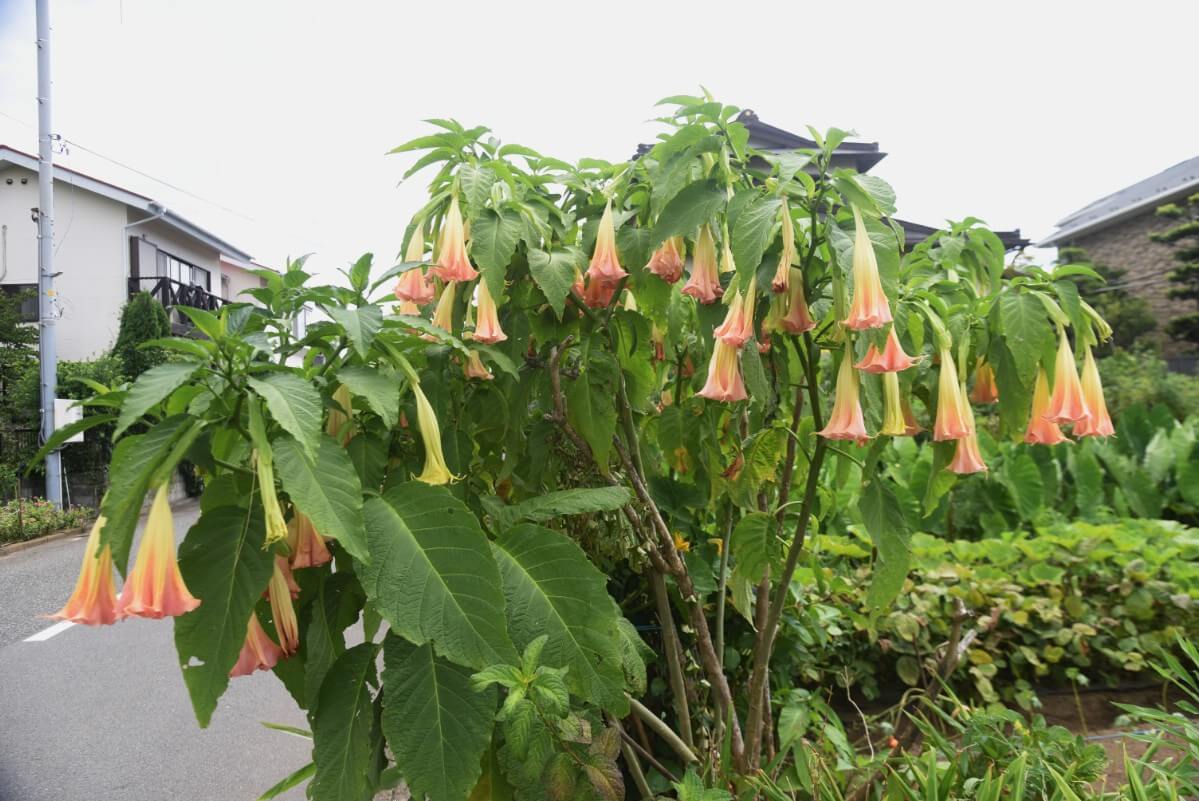 Angel's Trumpet woody flowering shrub with pink and yellow bell-shaped blossoms