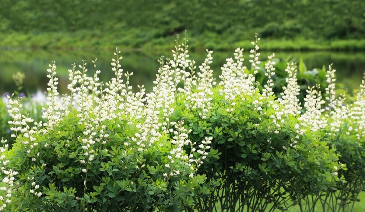 tall, delicate spikes of white indigo flowers