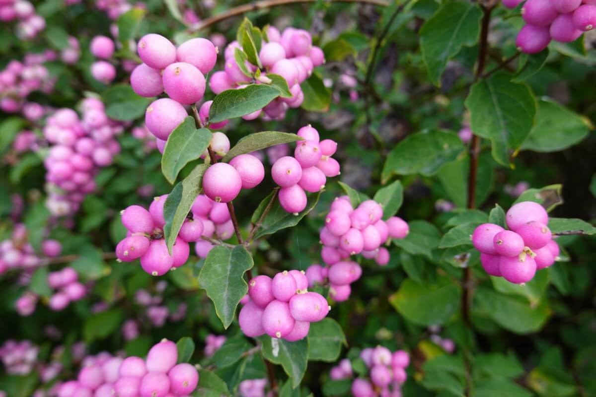 pretty pink coralberry berries on coralberry plant