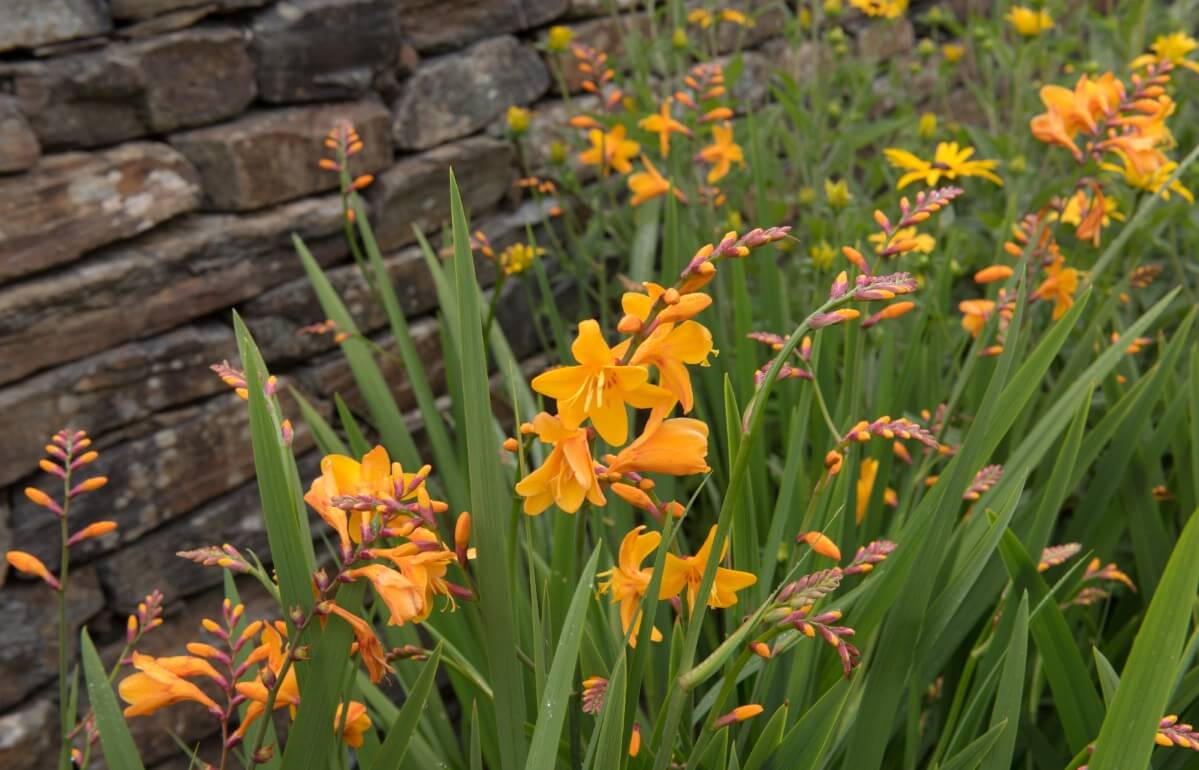 planting of orange crocosmia in bloom planted against stone wall