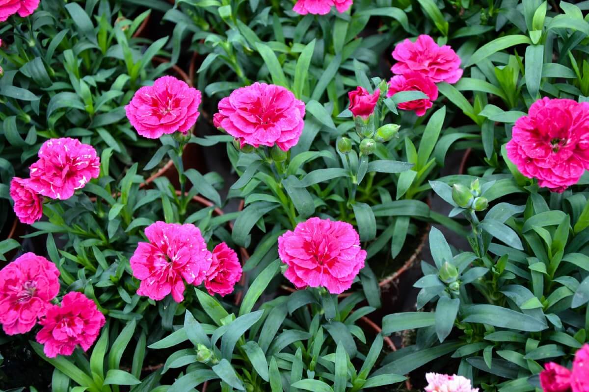 multi-petaled dianthus also known as pinks