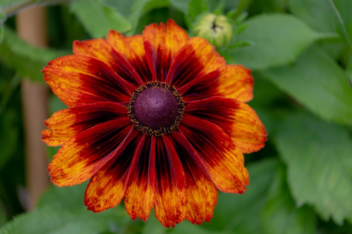 bicolored orange hybrid coneflower