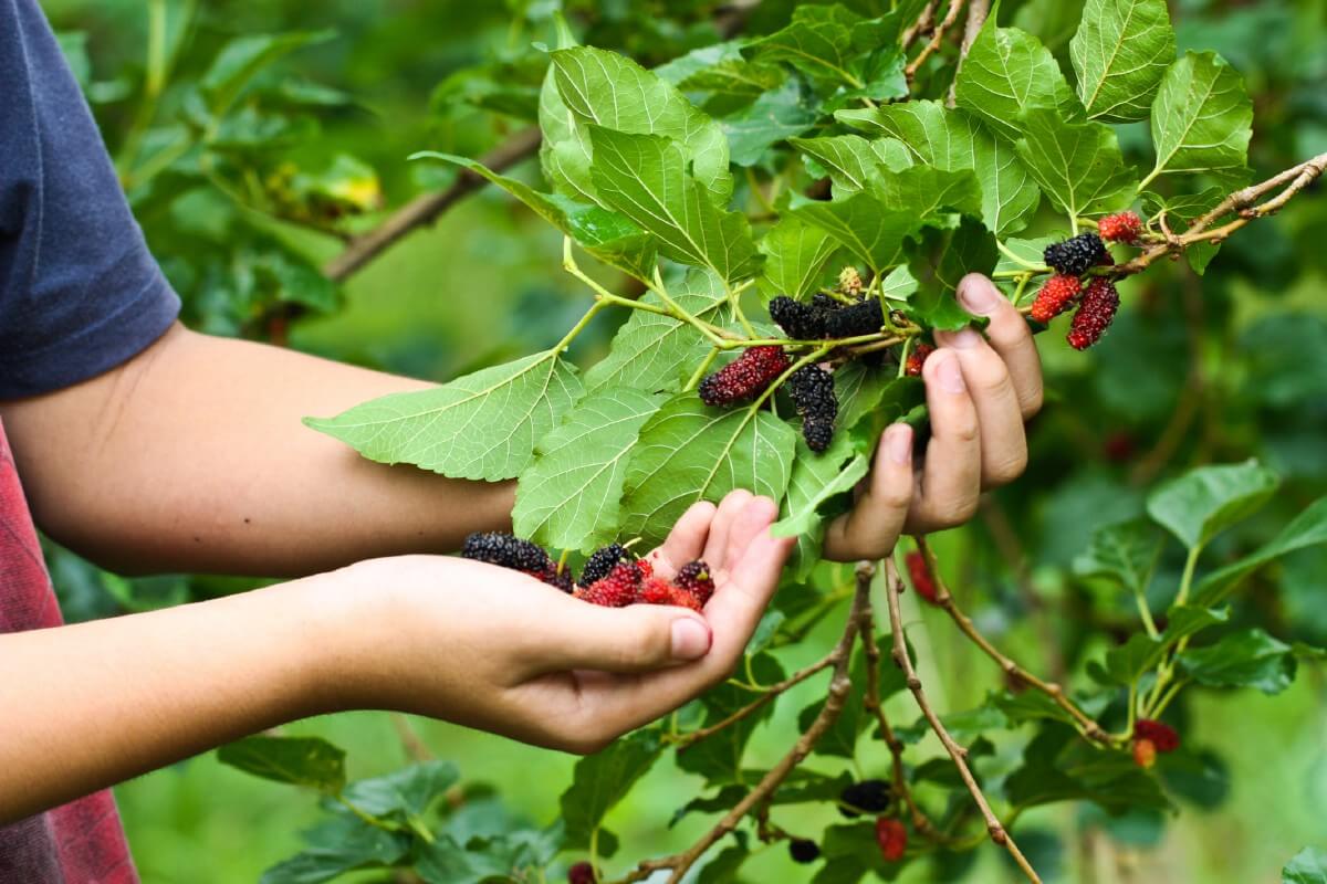 hands picking mulberries off ripe mulberry bush