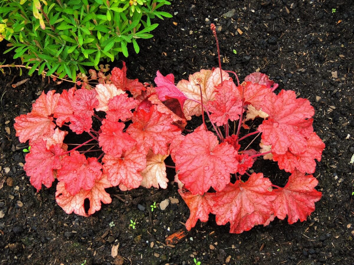 coral leaves on coral bell plant