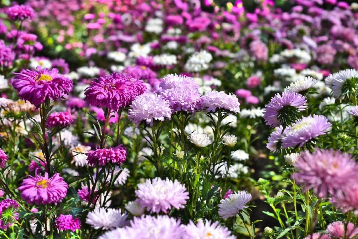mixed colors of asters in flower bed