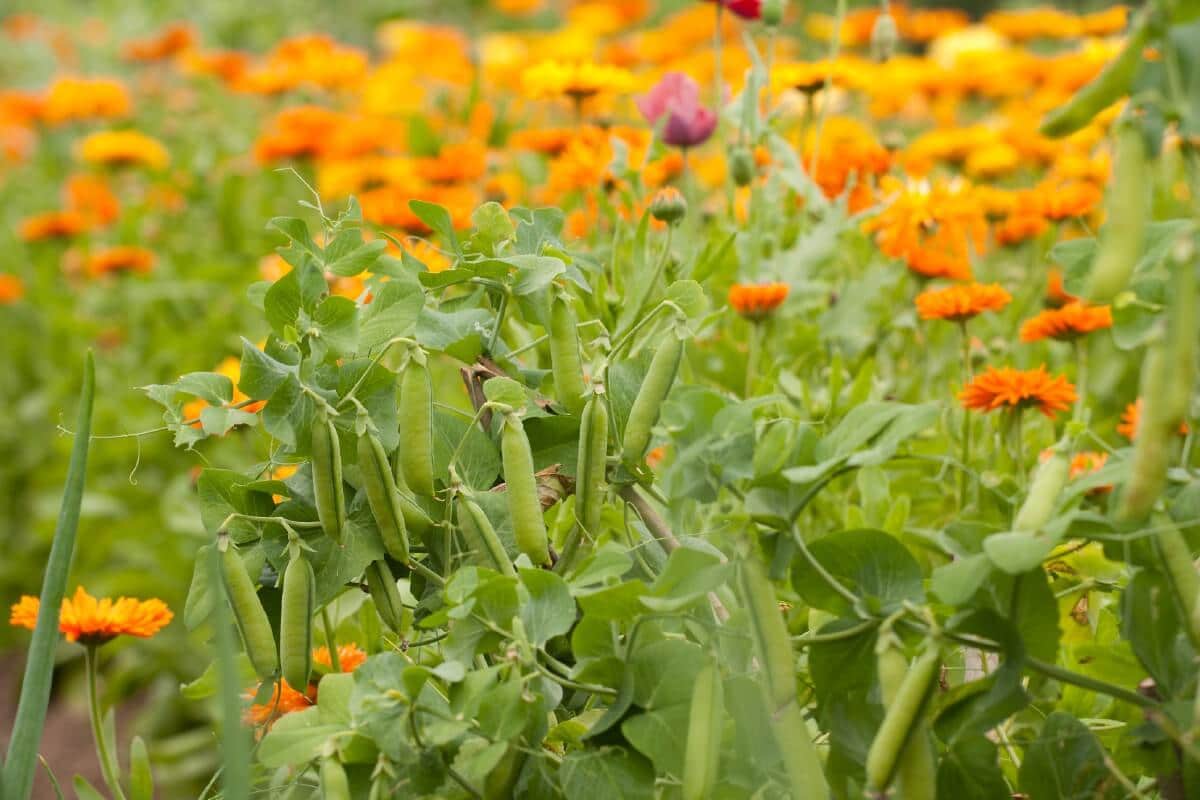 peas growing with calendula in vegetable garden
