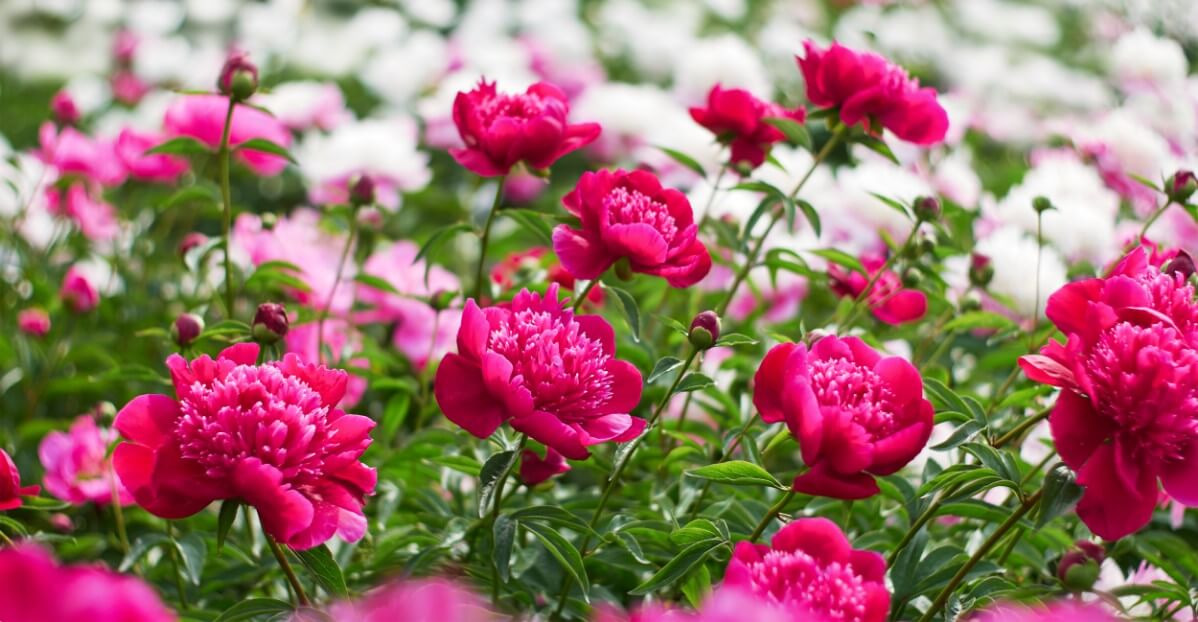 multi-hued pink peony flower varieties