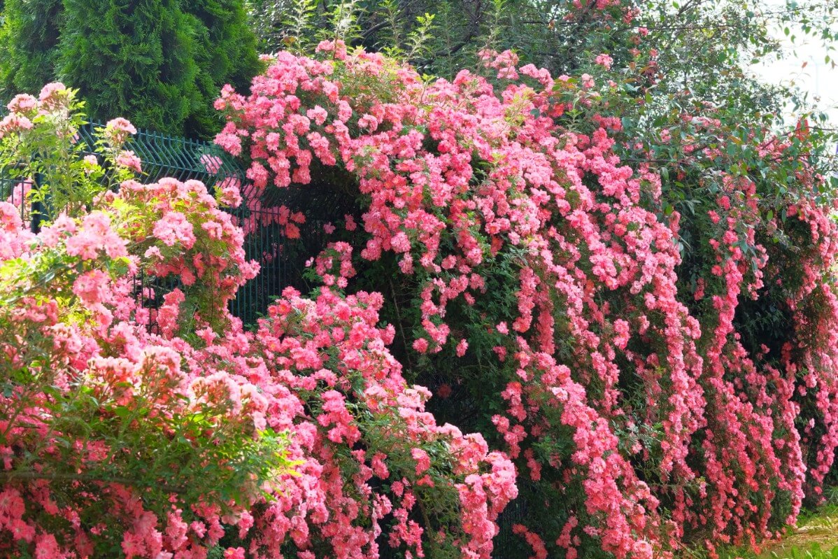 large pink climbing rose bushes covering a green fence