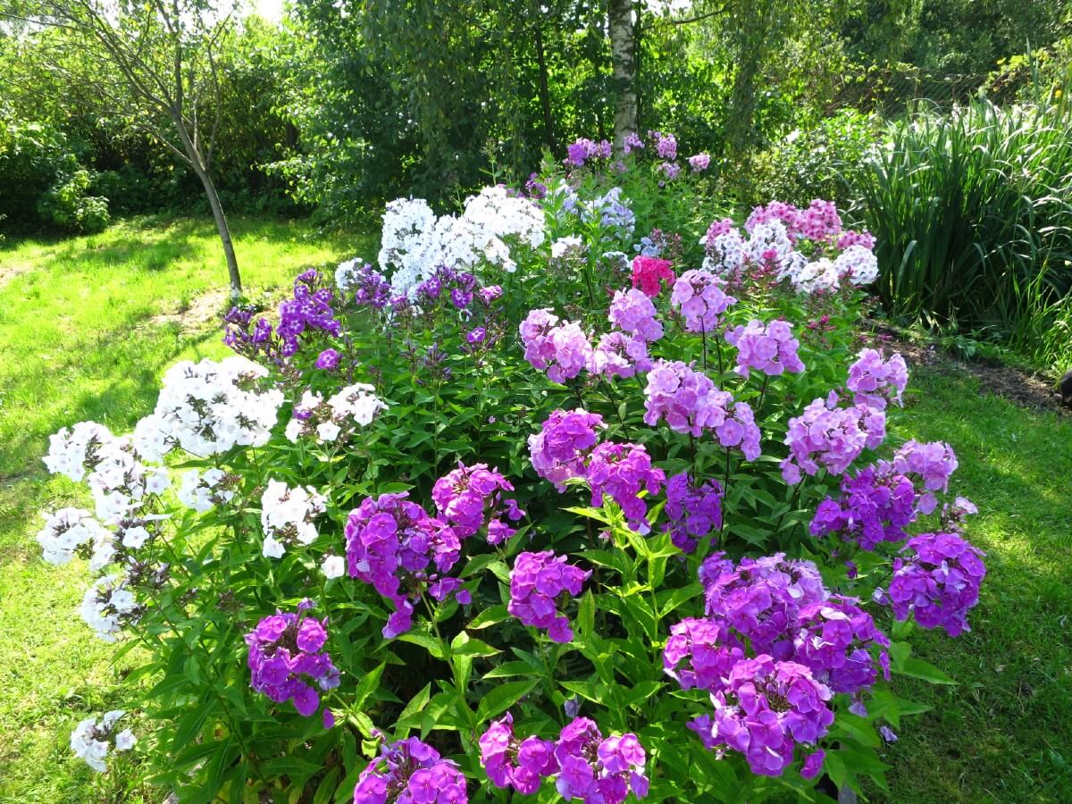 Tall white and purple phlox in bloom in garden bed