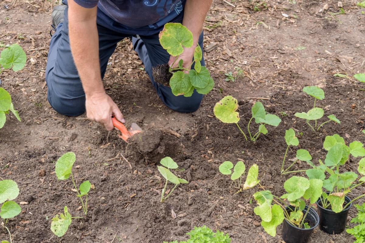 man planting several hollyhocks in soil