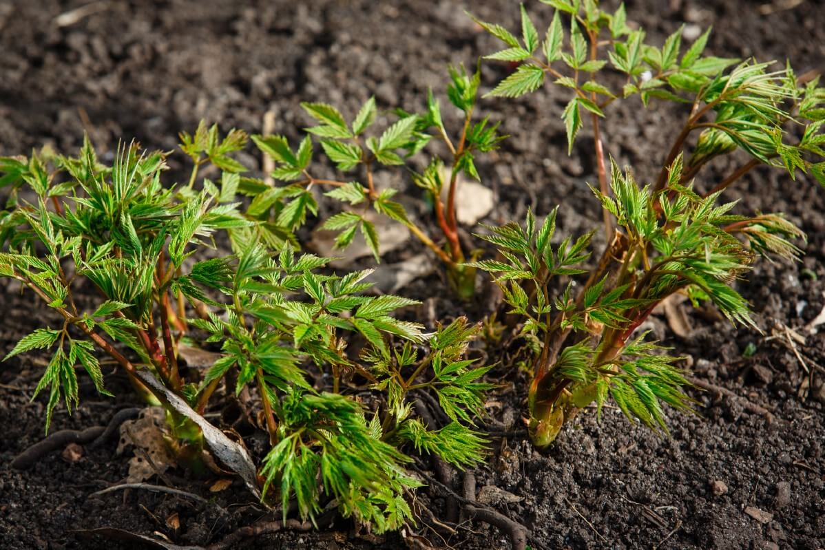 new astilbe plants sprouting up from the ground