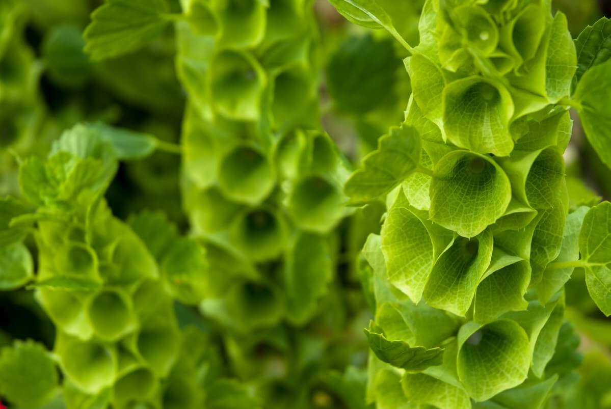 all green blossoms on Bells of Ireland flowers