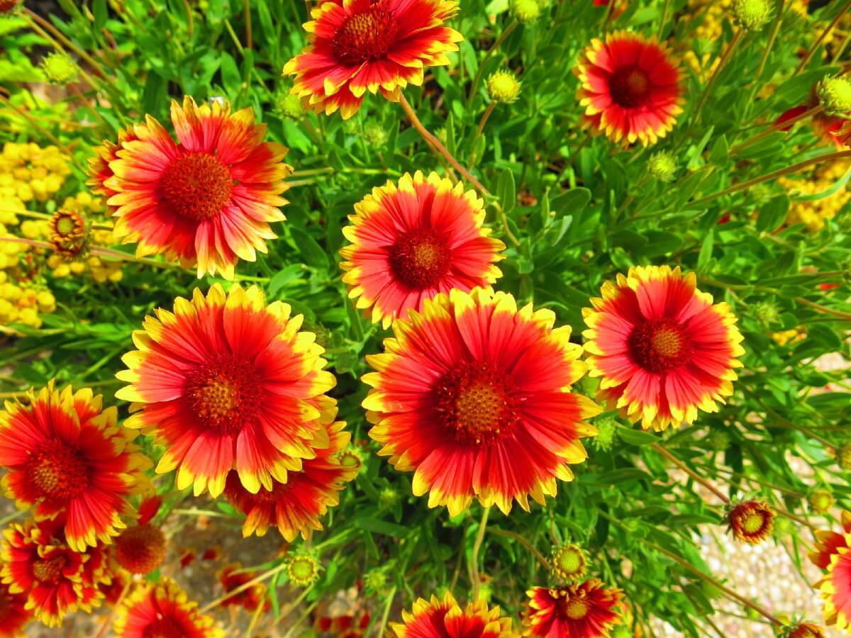 blanketflower blooms dark pink centers with yellow fringe outline