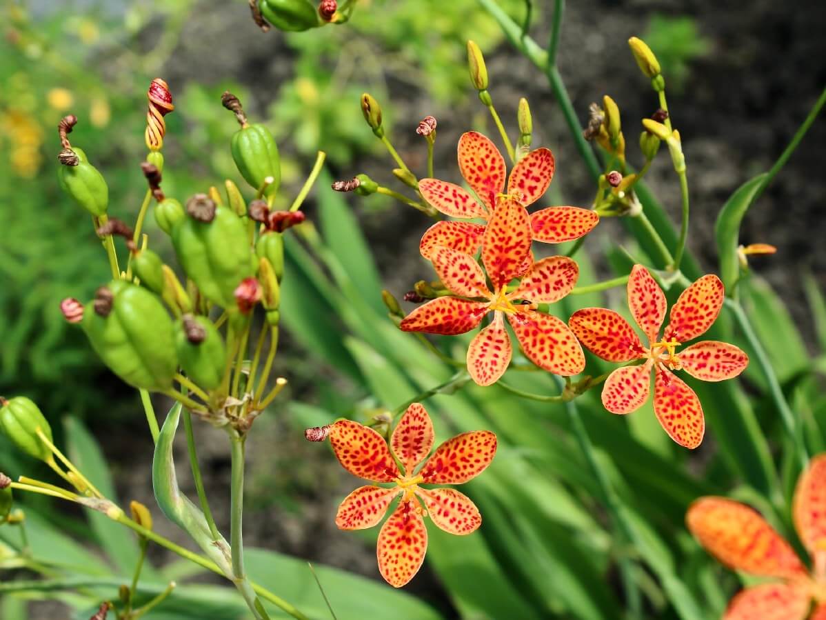 starlike blossoms of the blackberry lily