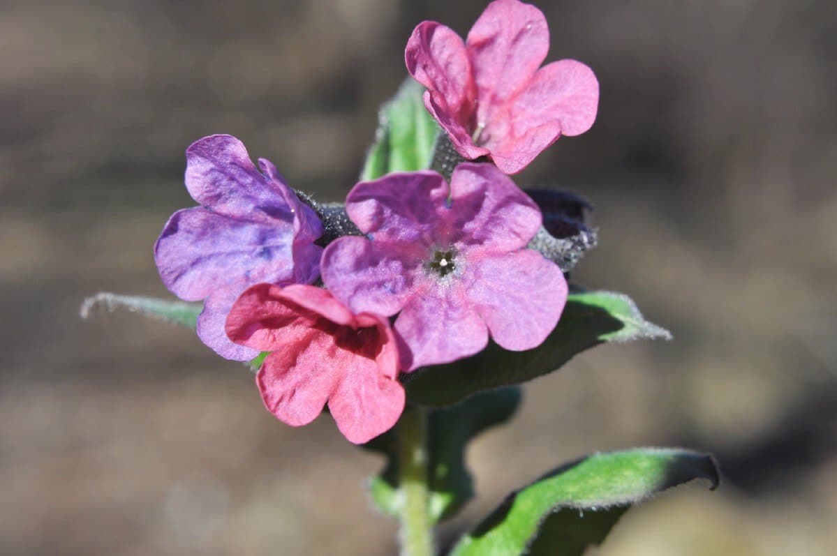 blossoms of lungwort with mixed pink and purple blossoms on the same stalk