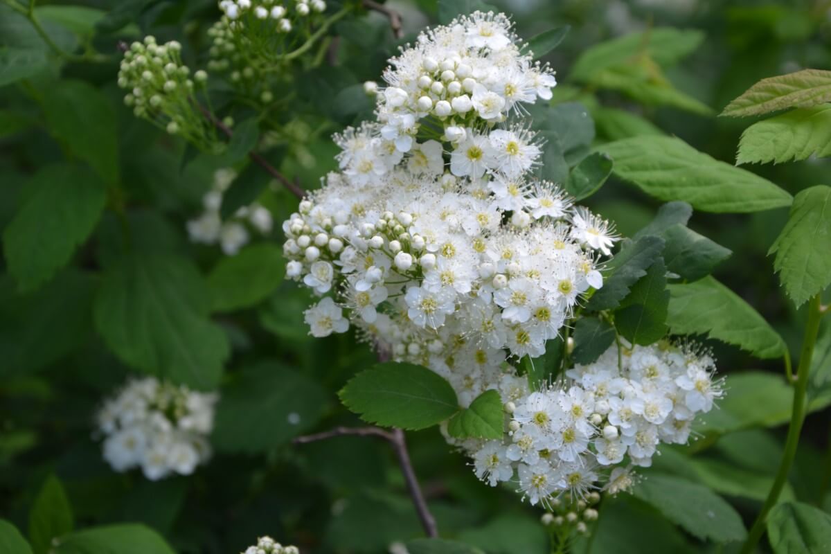 tiny white flowers on white meadowsweet