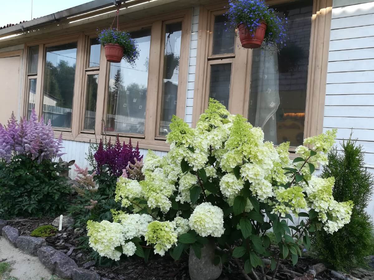 dark and light purple astilbes planted against a house with hydrangea