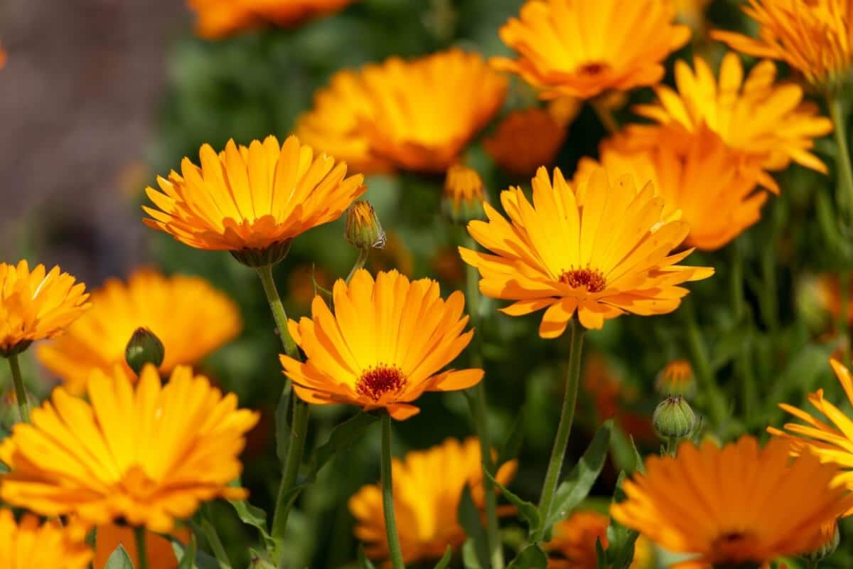 closeup view of calendula flowers blossoming