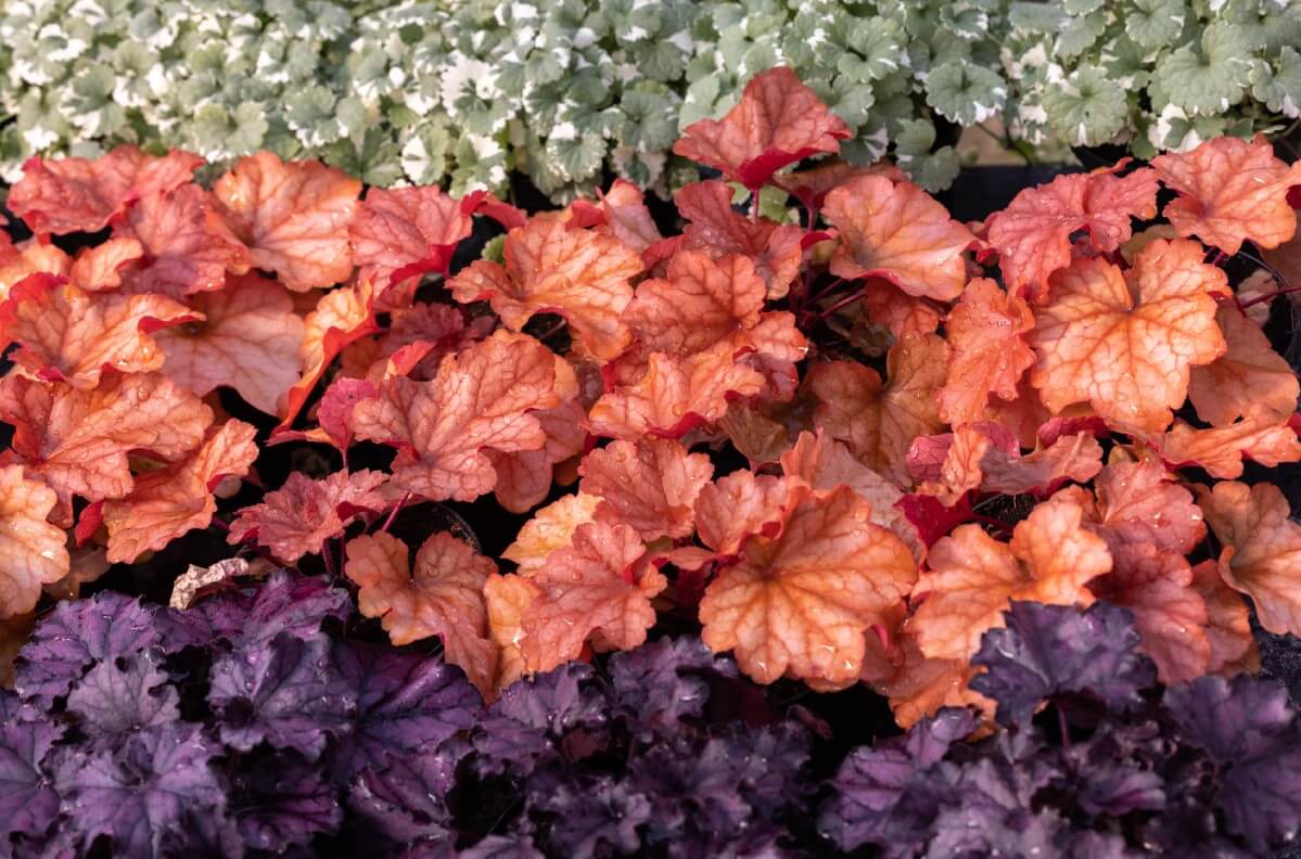 varieties of coral bells planted together