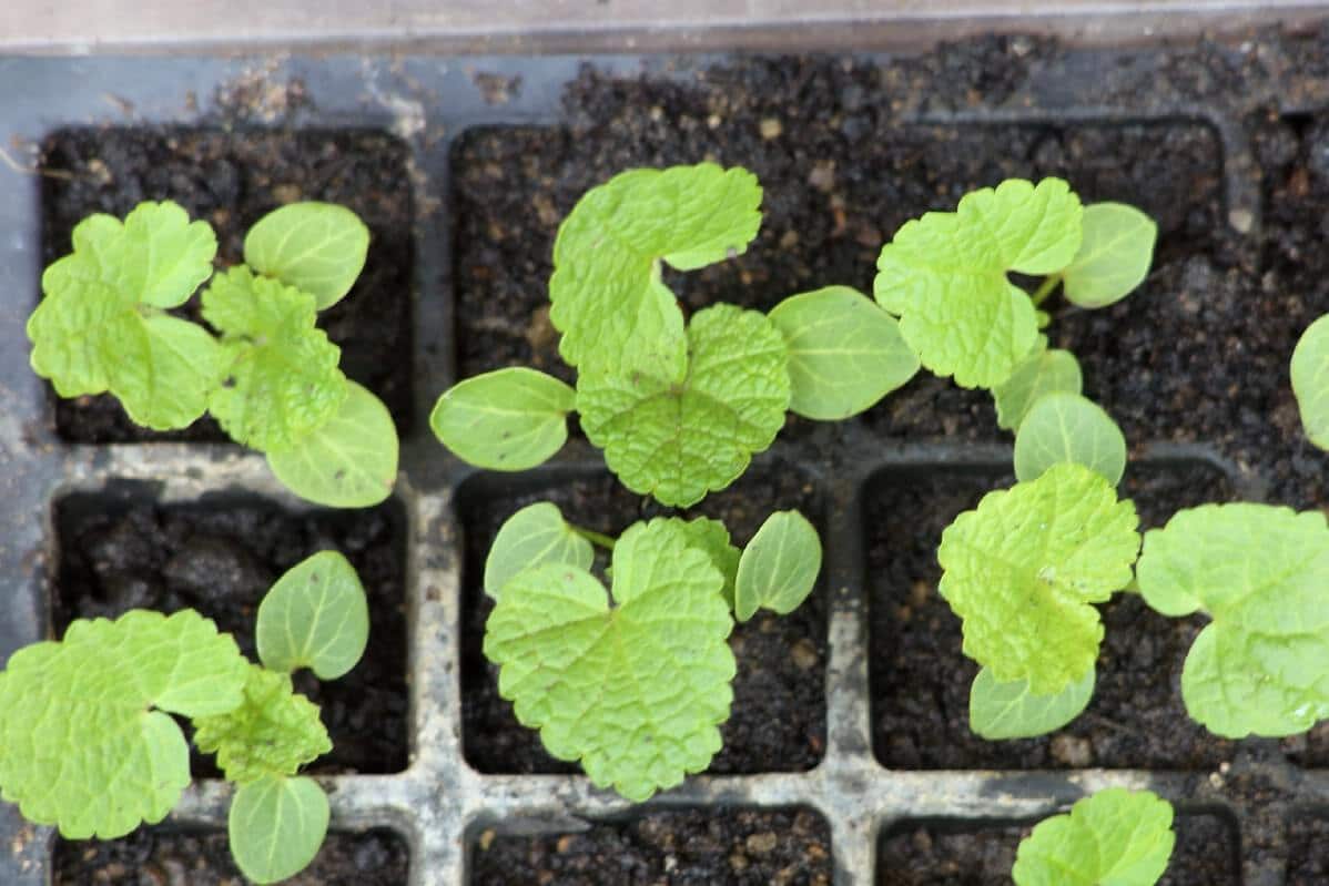 hollyhocks growing in a seedling cell tray
