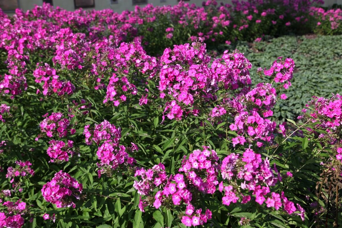 Tall dark pink phlox flowers